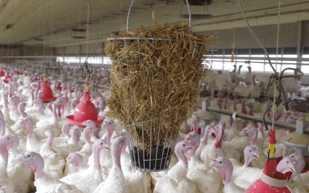German turkey farm