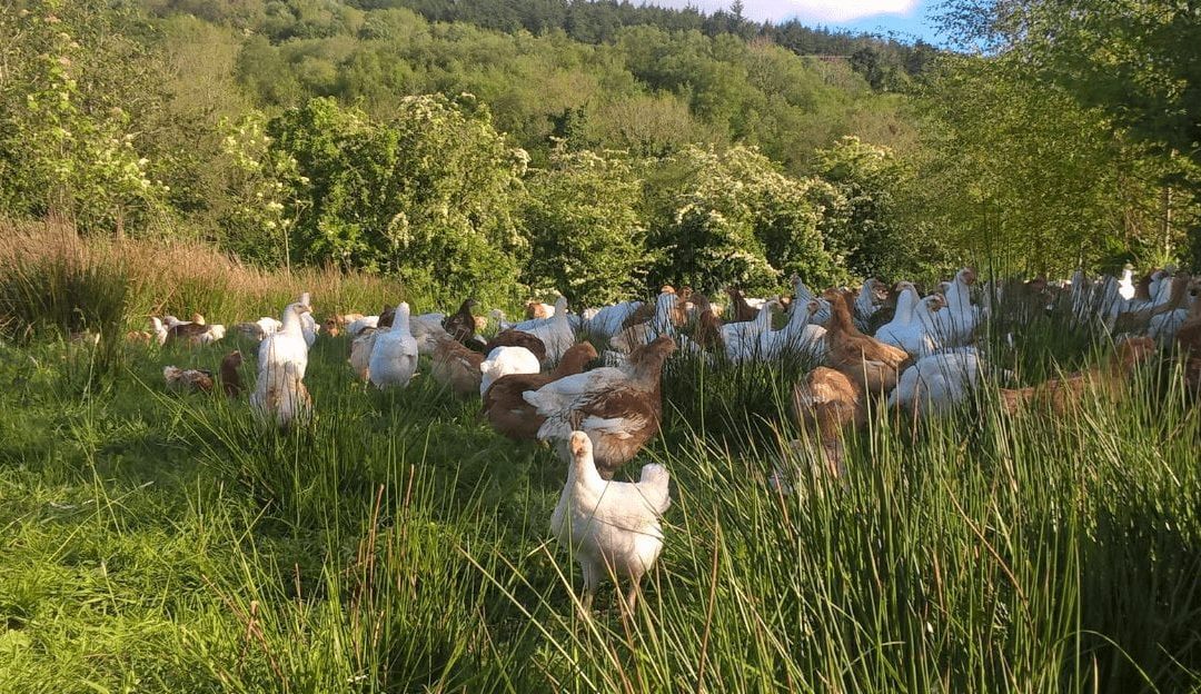 Noble Foods and Cranswick top for animal welfare