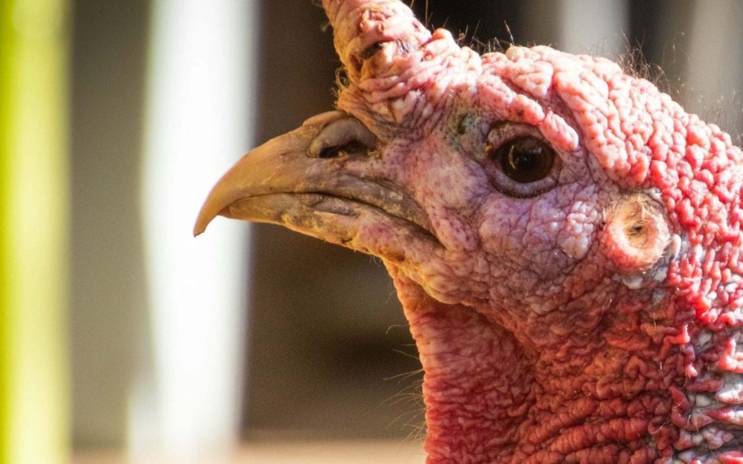 How to make your poultry farm more resilient to avian influenza threat