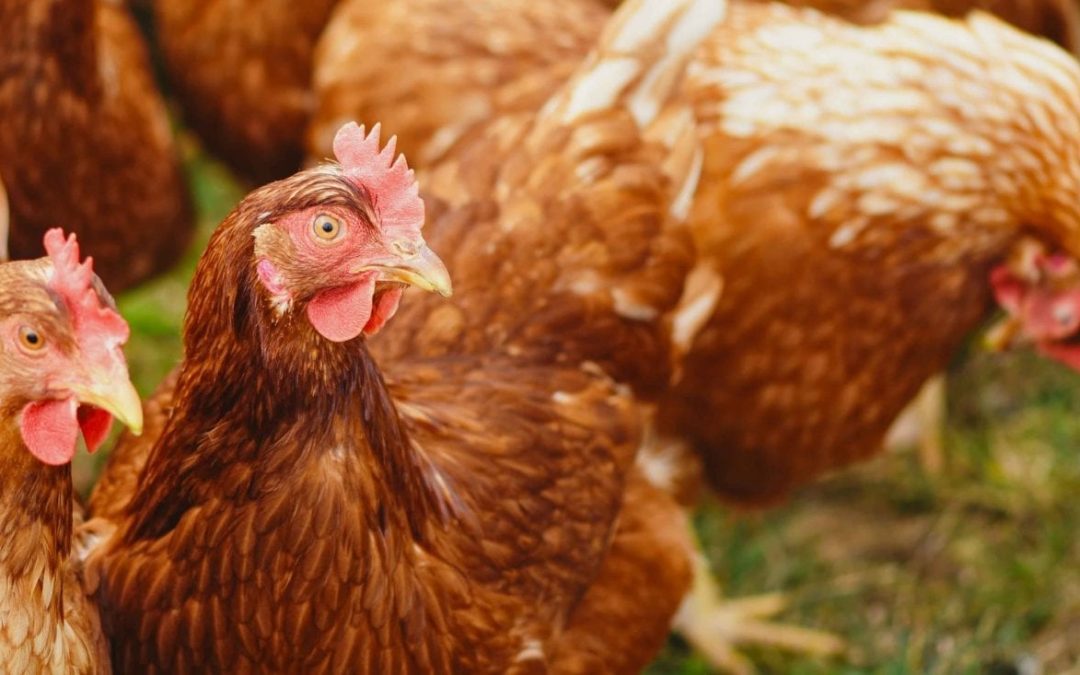 How to keep worm populations under control on poultry farms