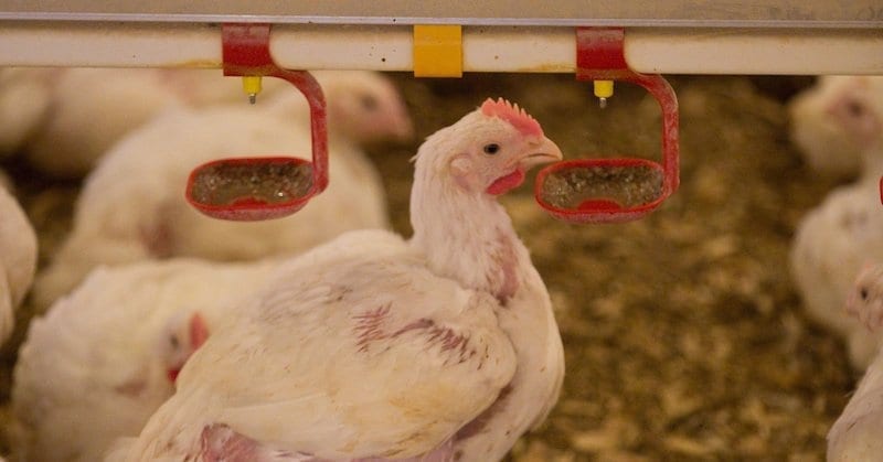 Ukraine poultry sector hit by AI and trade challenges