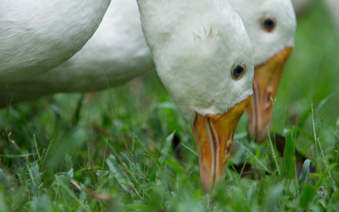 France to begin vaccinating farmed ducks against AI