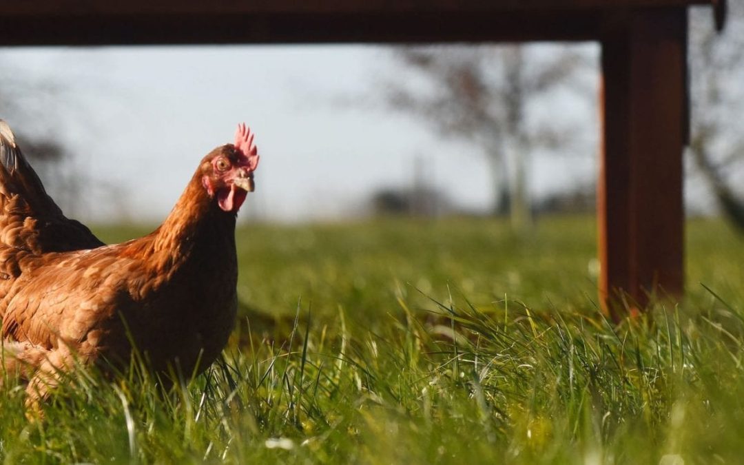 a hen on a farm