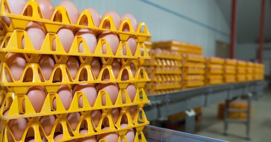 eggs on a tray in a farm