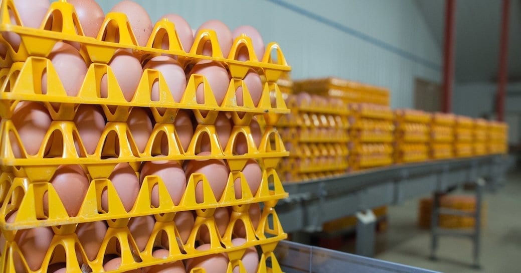 Lion eggs become barn following end of East Anglia 16-week derogation