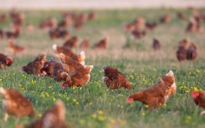 UK declares itself free of avian influenza