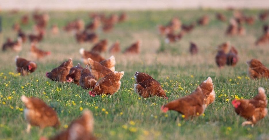 hens ranging outdoors