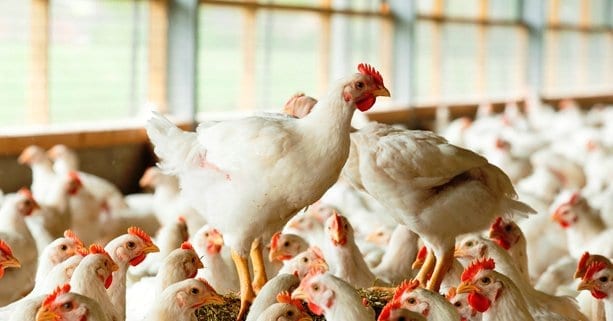 Morrisons to launch line of Better Chicken Commitment poultry