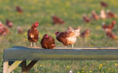 Defra launches review of egg supply chain fairness