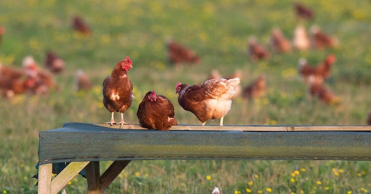 Feed accounts for up to 90% of carbon emissions on egg farms