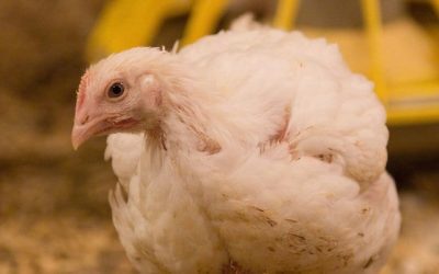 UK poultry agri-tech firms win funding for expansion