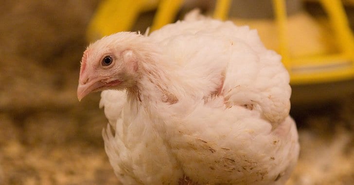 High Court dismisses legal challenge over broiler welfare