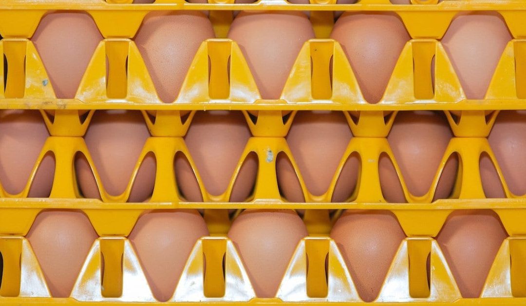 eggs in trays