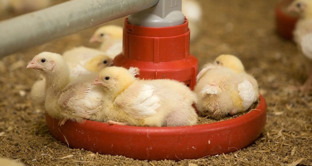 Chicks in a feed pan