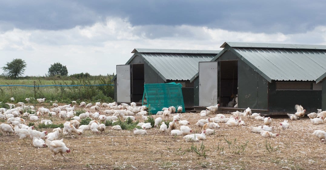 Capestone launches competition to win a poultry shed