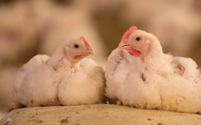 How regulated salmonella testing takes place on broiler farms