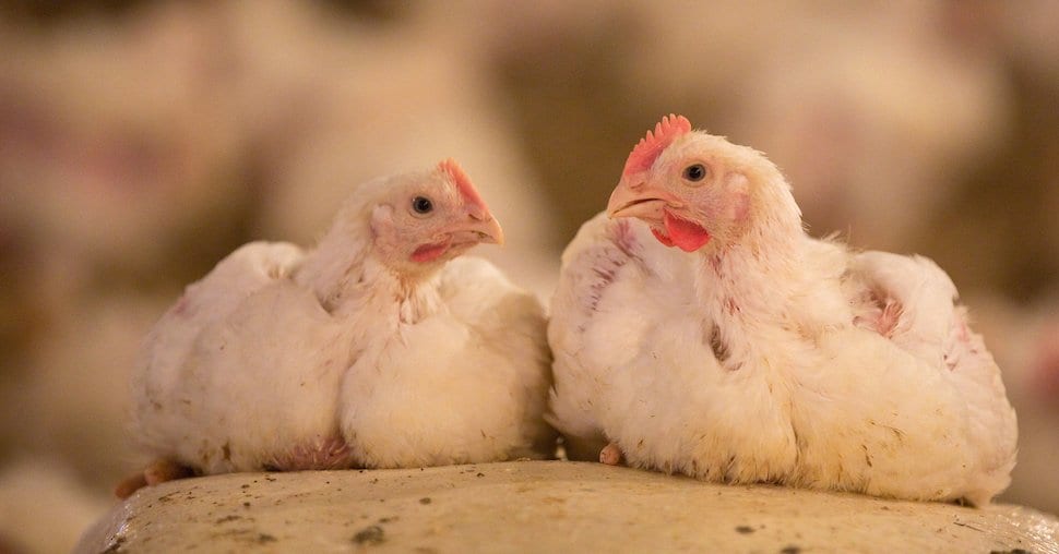 How regulated salmonella testing takes place on broiler farms