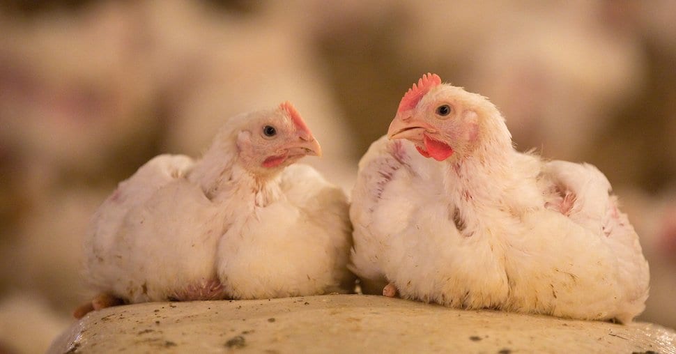 broiler chickens