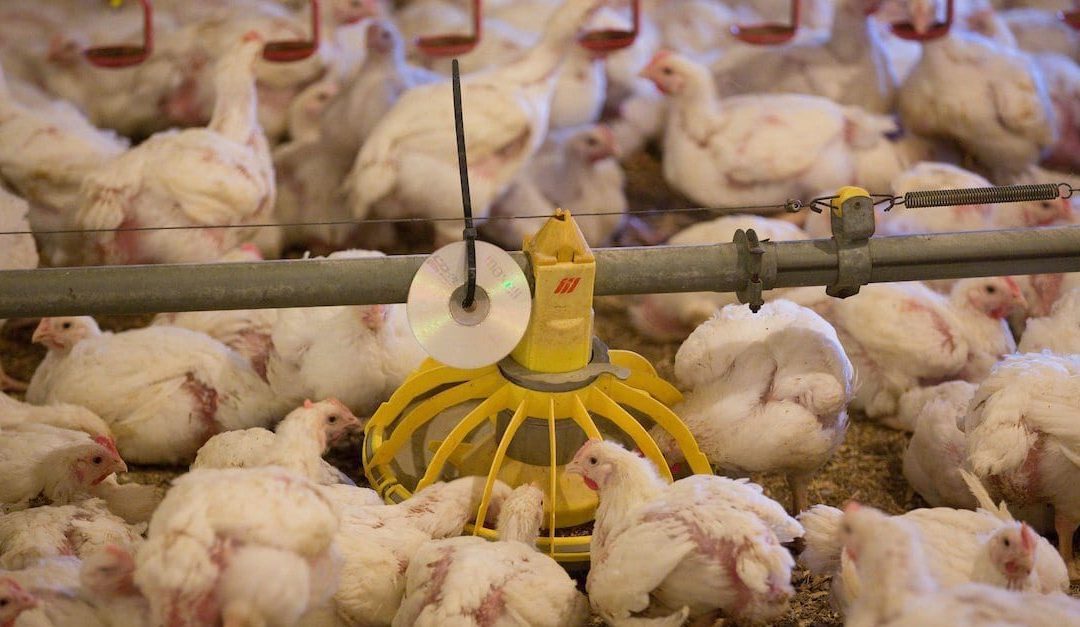 Dual tariffs proposed to allow US poultry imports