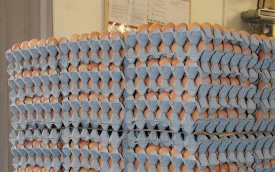 World’s egg production grows 25% in 10 years