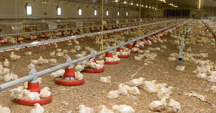 Inside a Chicken Shed