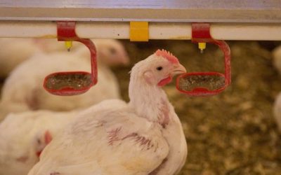Tips for preventing poultry heat stress in the summer months