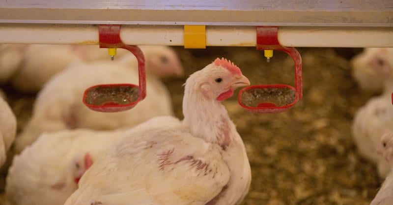 Tips for preventing poultry heat stress in the summer months