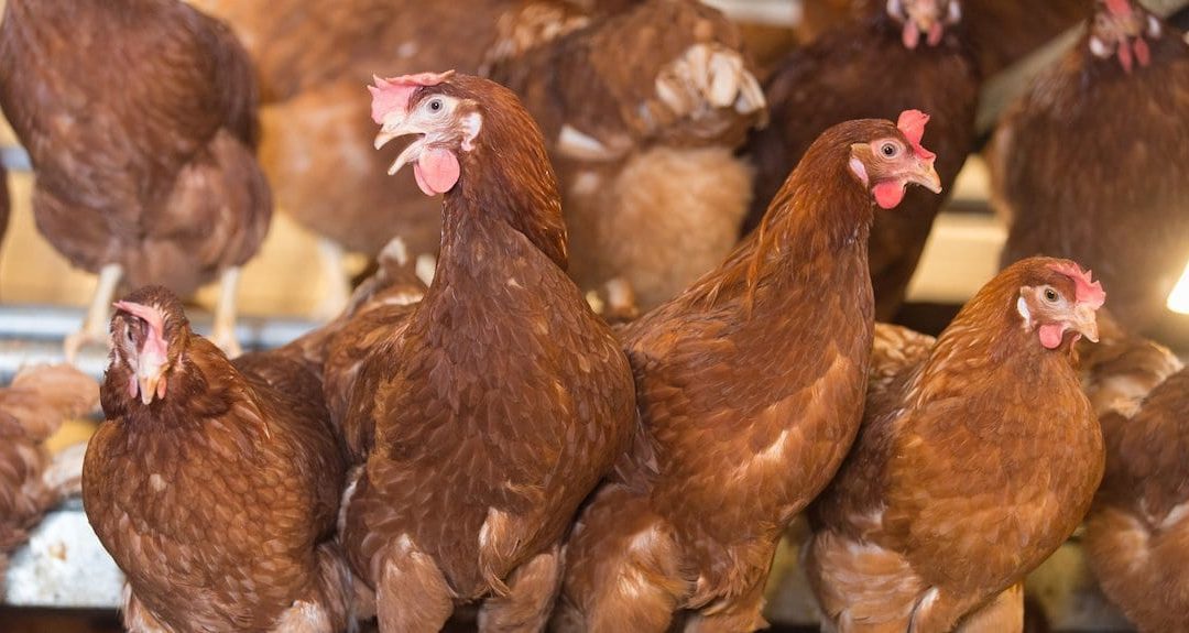 A guide to effective red mite treatment for poultry producers
