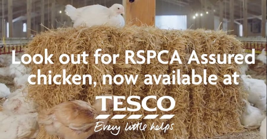 Screenshot of the new advert from RSPCA