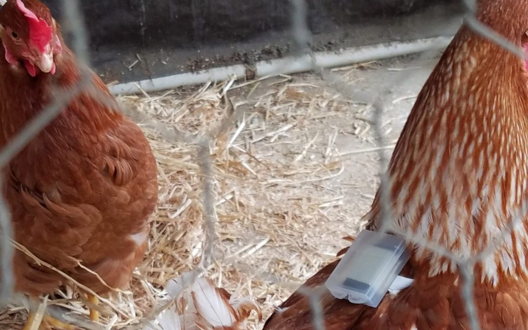 chickens wearing the new technology