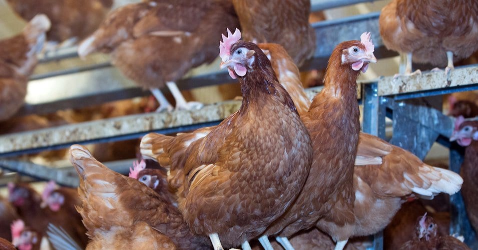 free-range hens indoors