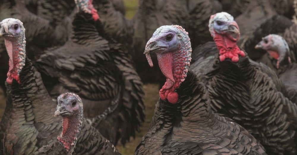 Seasonal turkeys
