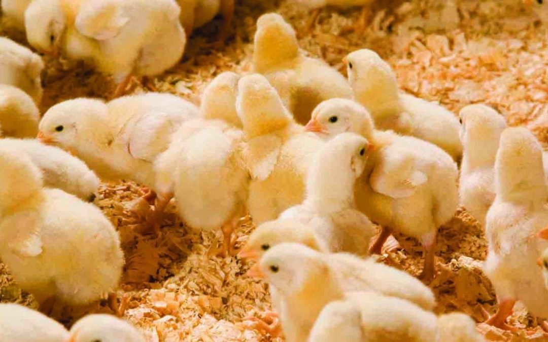 Farming unions fire warning over end of poultry sector energy support