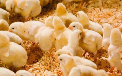 Ventilation tips for managing broilers in warmer weather