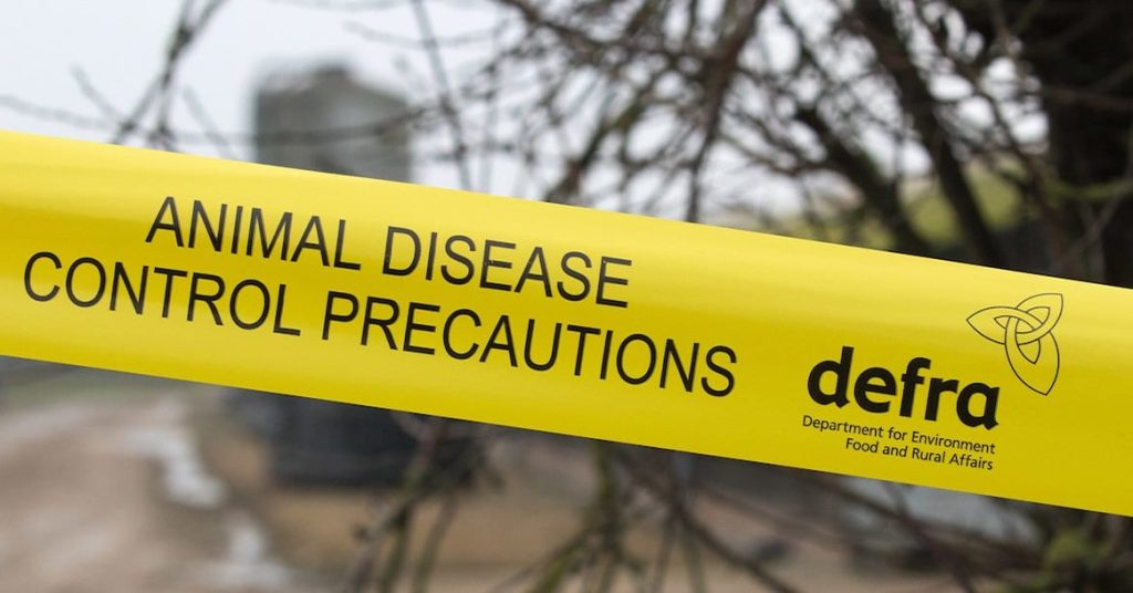 An avian influenza outbreak