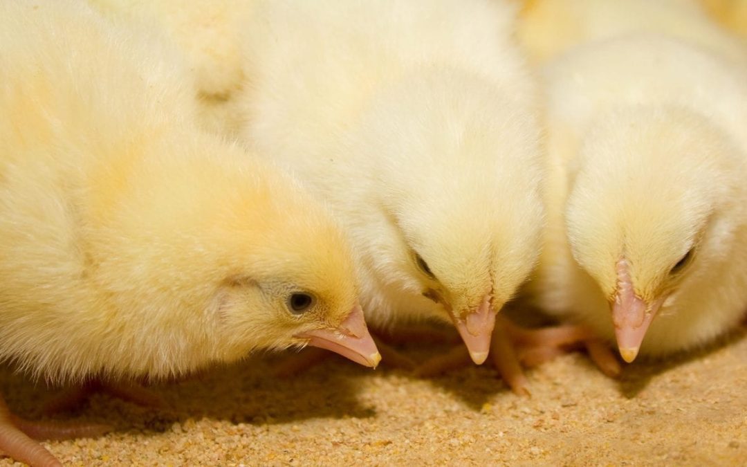 What is the optimal Feed Conversion Ratio for Broiler Production?