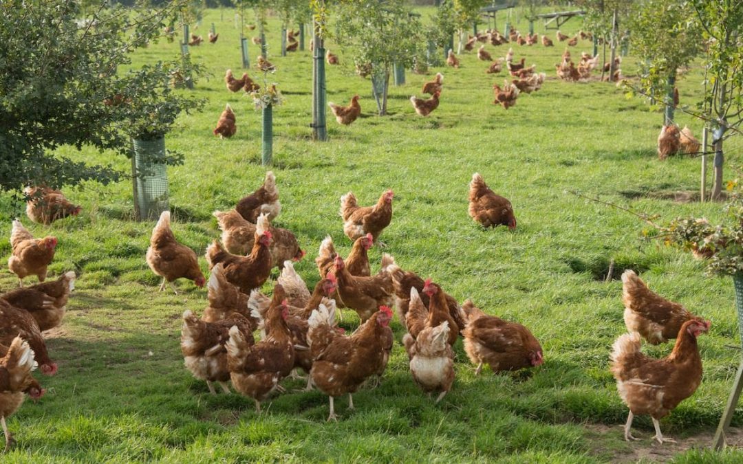 Morrisons offers direct egg contracts to Northern Ireland farmers