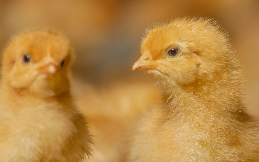 Two broiler chicks