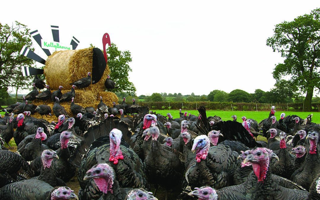 turkeys in a field