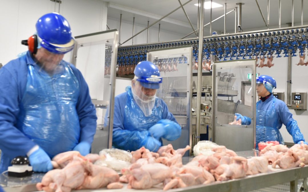 workers cut chicken