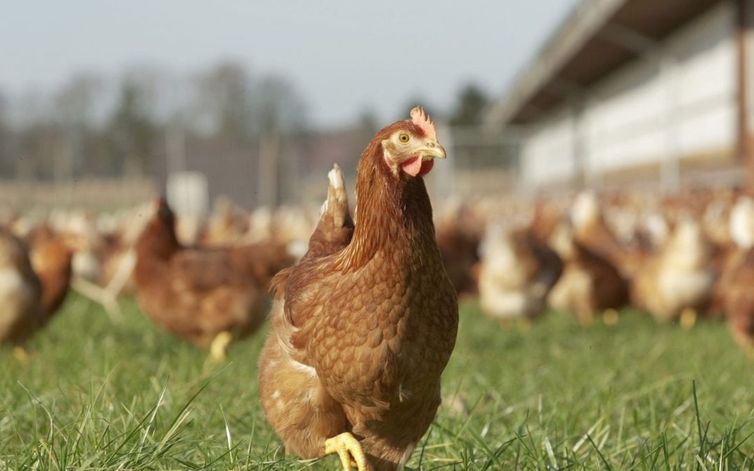 MSD launches new poultry vet research bursary