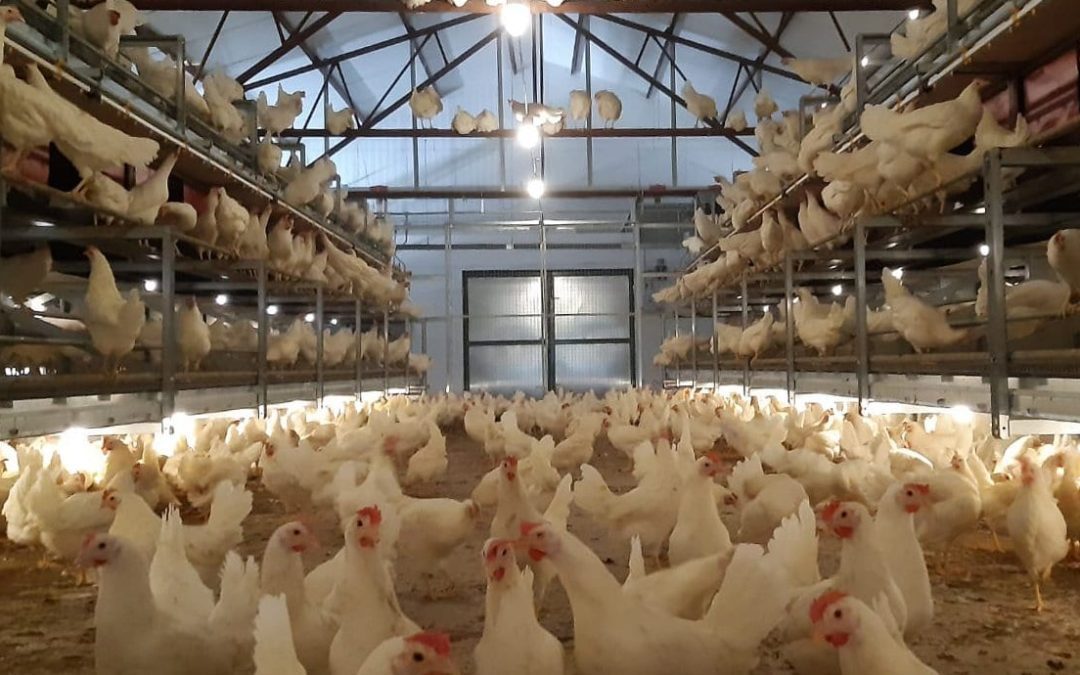 Potters launches new aviary system