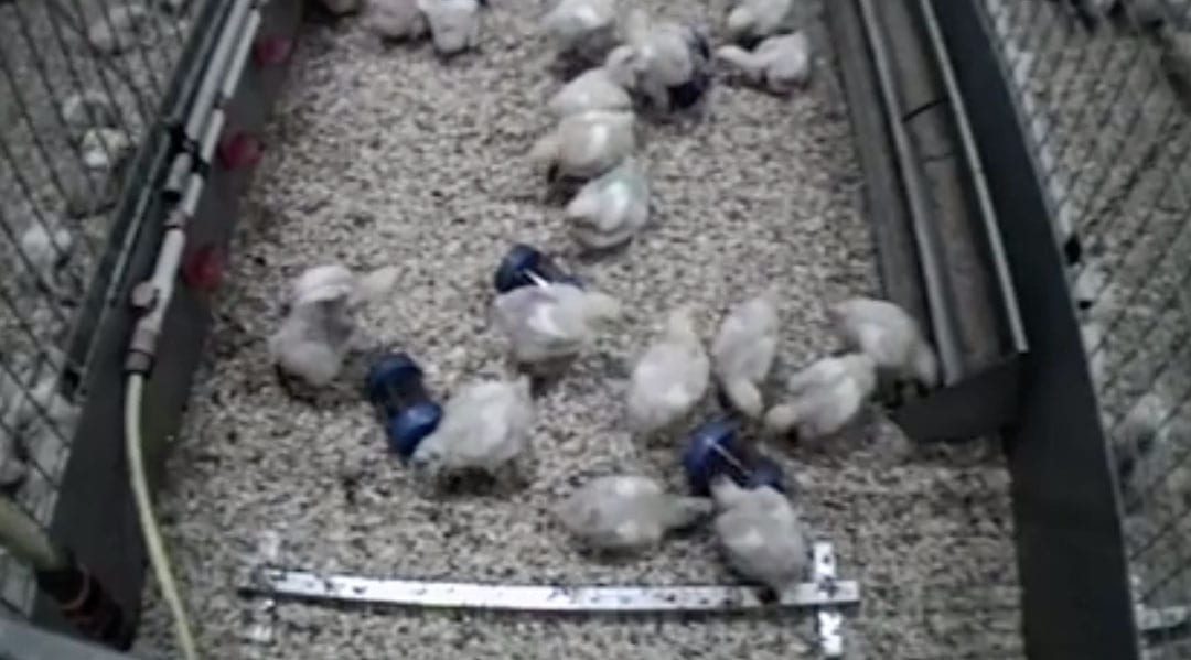 broilers in a pen during the experiment
