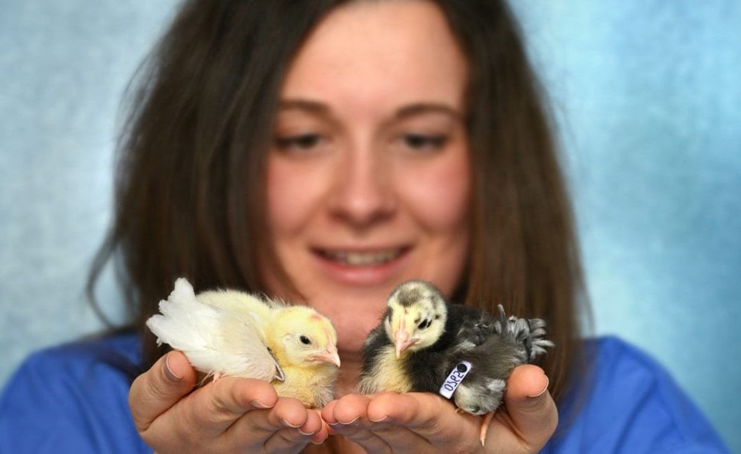 Dr Maeve Ballantyne with white and gene-edited black feathered White Leghorn chicks