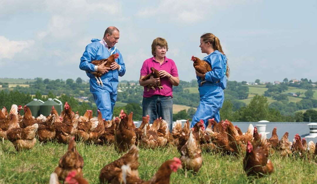 Adam & Polly with laying hens