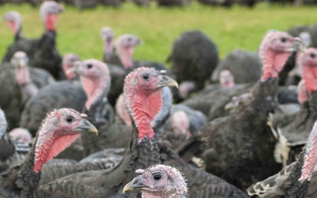 Avian flu: Cases lower but warning over complacency