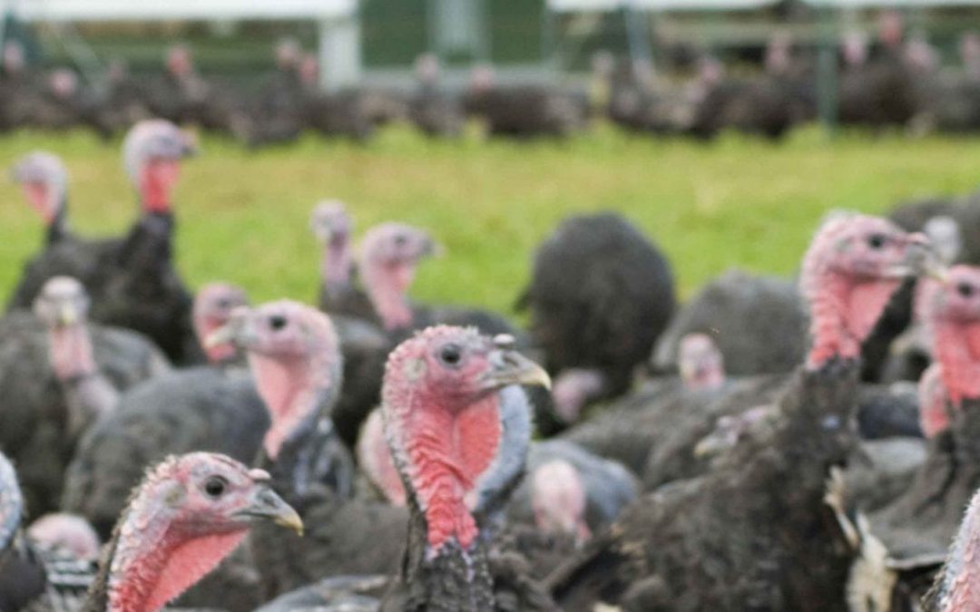 NFU reveals dates of seasonal turkey marketing meetings