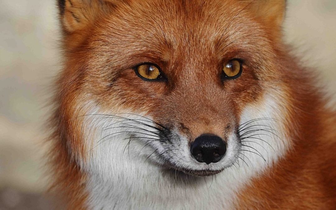picture of fox