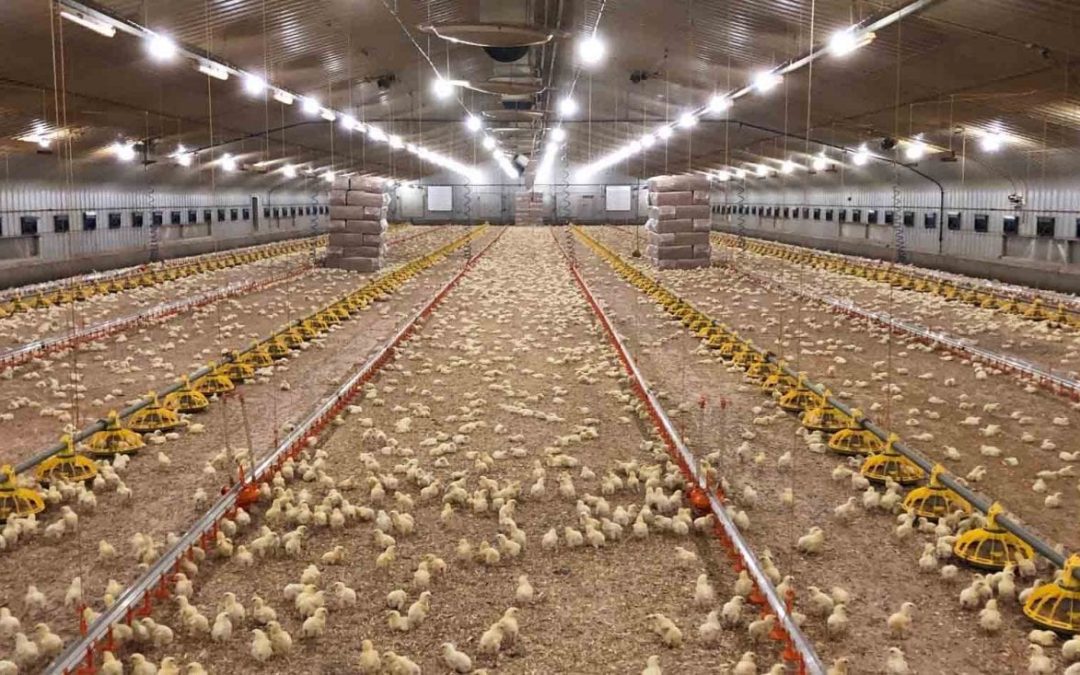 A poultry farm fitted with led lighting