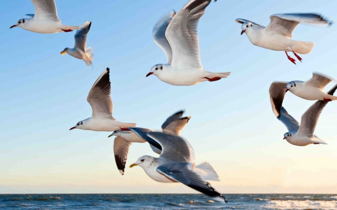 gulls flying